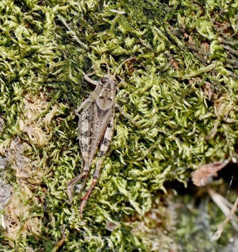 Réf. 352 665 : Calliptamus sp.